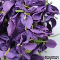 Польская гортензия, цвет ярко-фиолетовый - ScrapUA.com