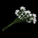 Хризантемы белого цвета, цветочек 12-13 мм, стебелек 10 см, 10шт. - ScrapUA.com