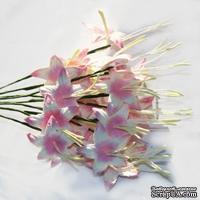 Гладиолусы, цвет бело-розовый, 25 мм, 5 шт. 