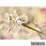Набор цветов Prima - Hello Pastel Flower Stem - White - ScrapUA.com