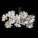 Хризантемы, цветочек 15 мм, стебелек 10 см, 12 шт., B64477 - ScrapUA.com